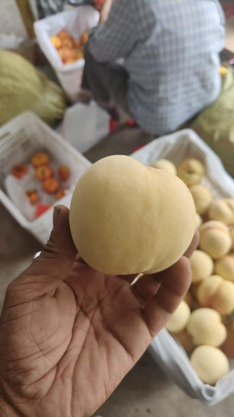 山东蒙阴白桃一件代发