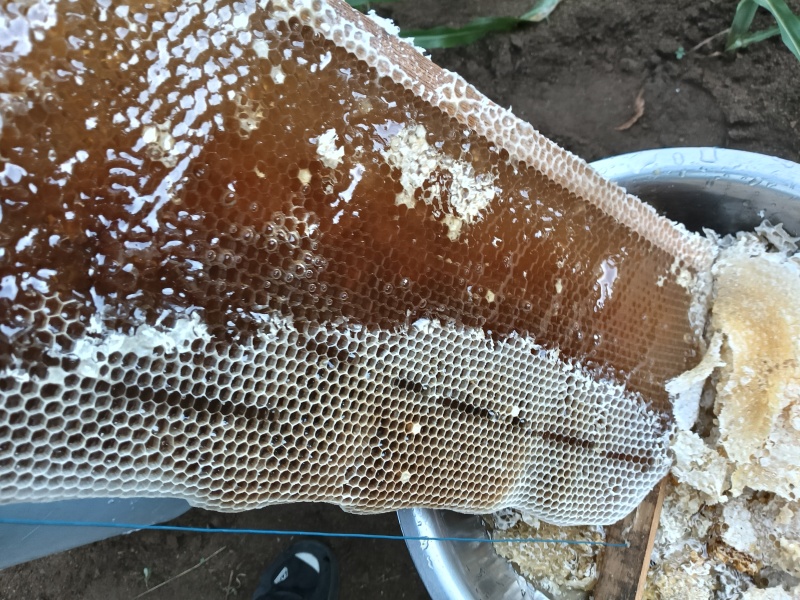 今年中蜂蜂蜜