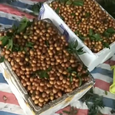 精品黄皮果