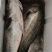海鲈鱼
