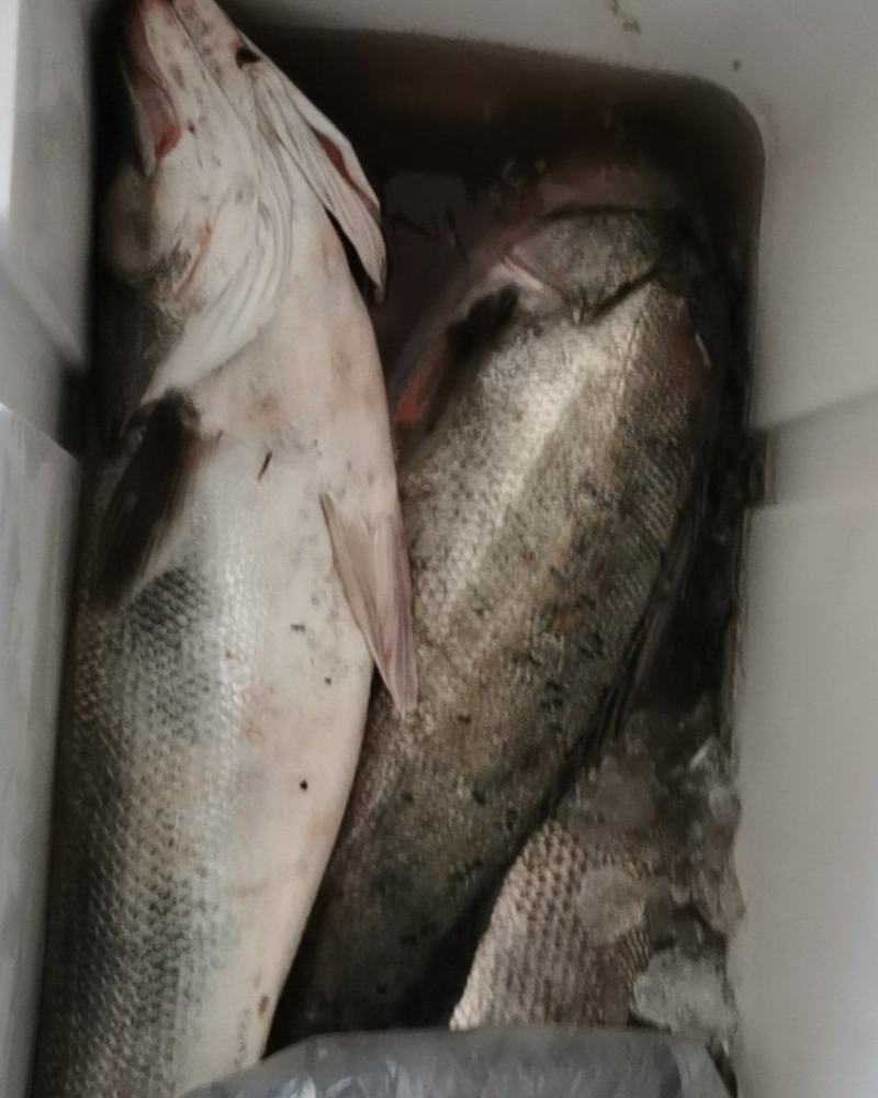 海鲈鱼