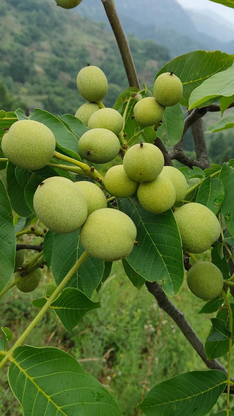 核桃鲜果