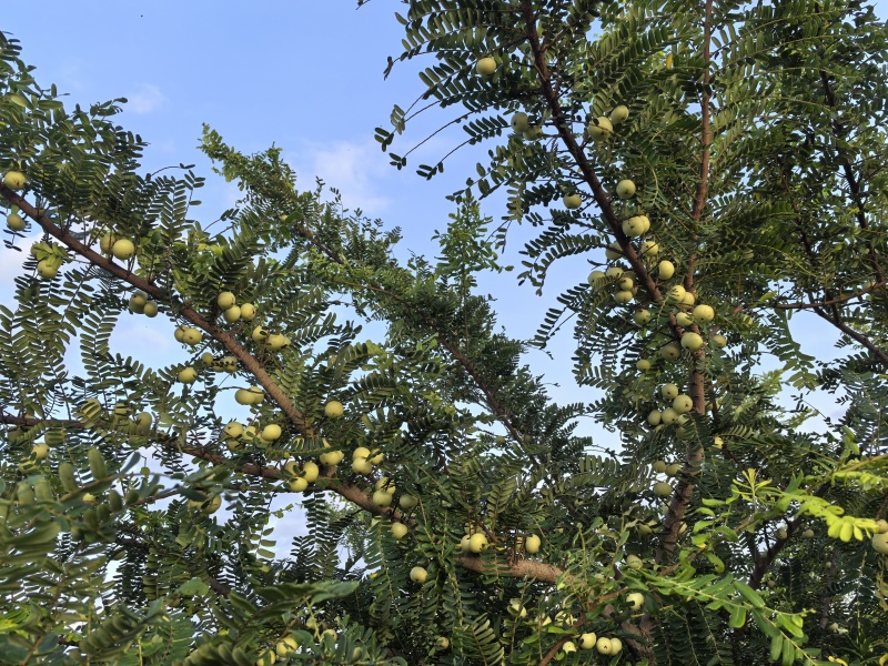 华侨油柑