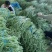 山东菏泽精品新鲜长豆角，干豆角