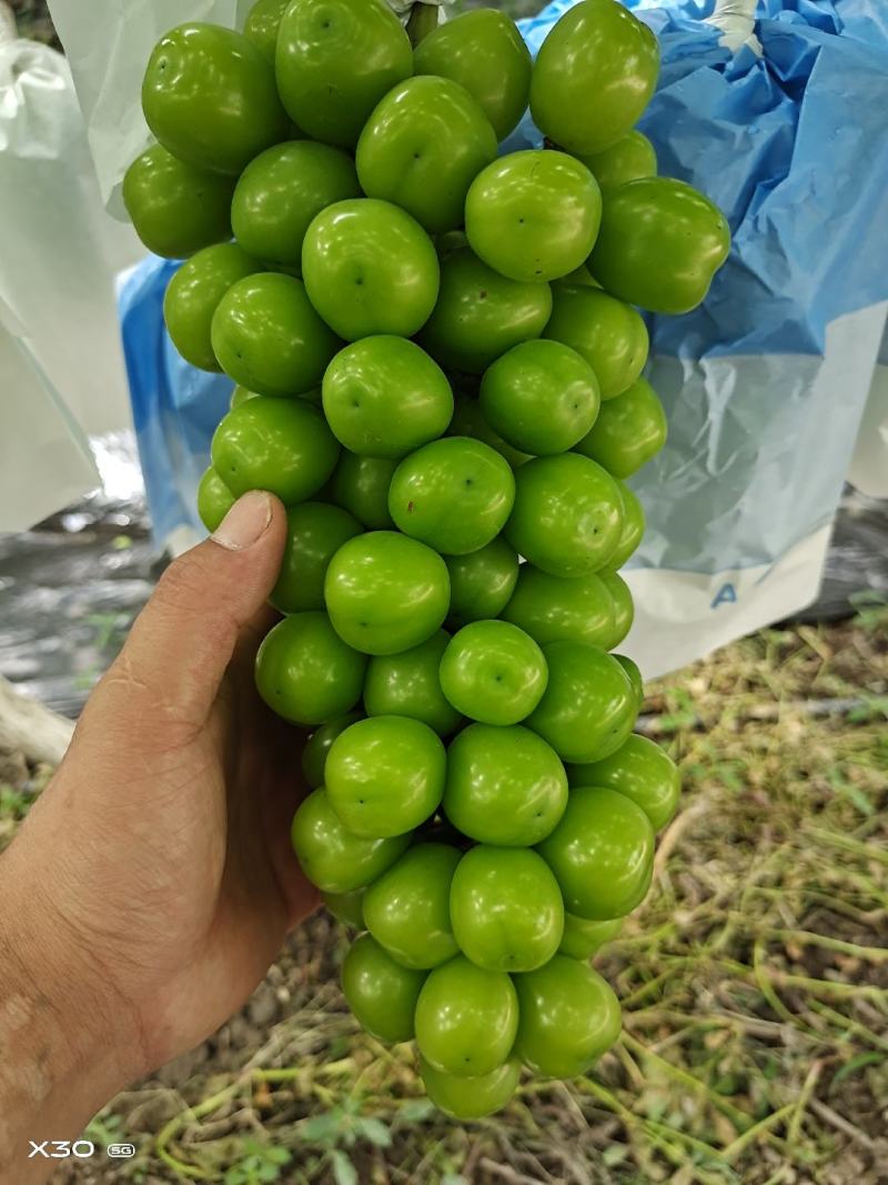 云南保山阳光玫瑰