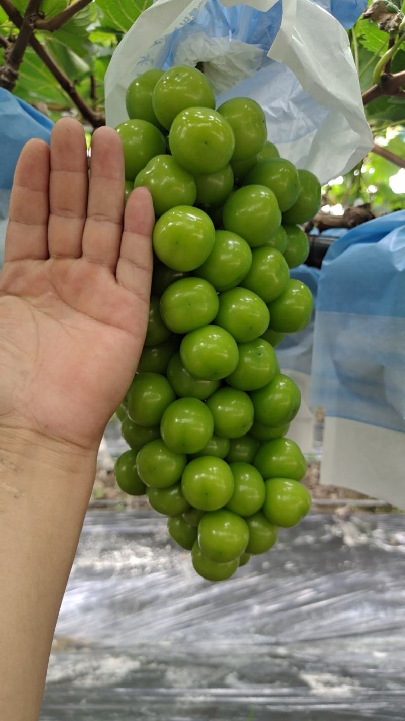 云南保山阳光玫瑰