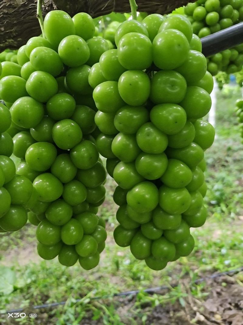 云南保山阳光玫瑰
