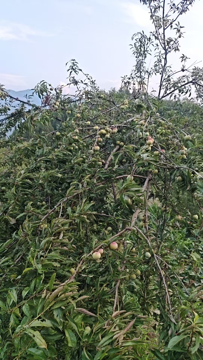 清脆李