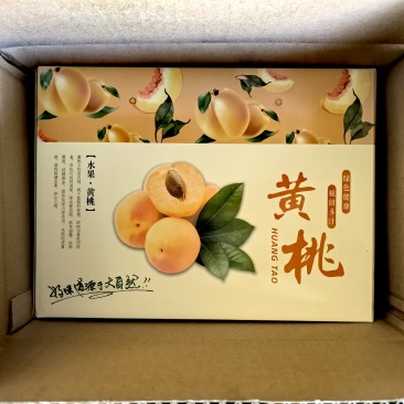 秦皇岛大黄桃！