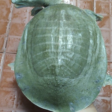 甲鱼