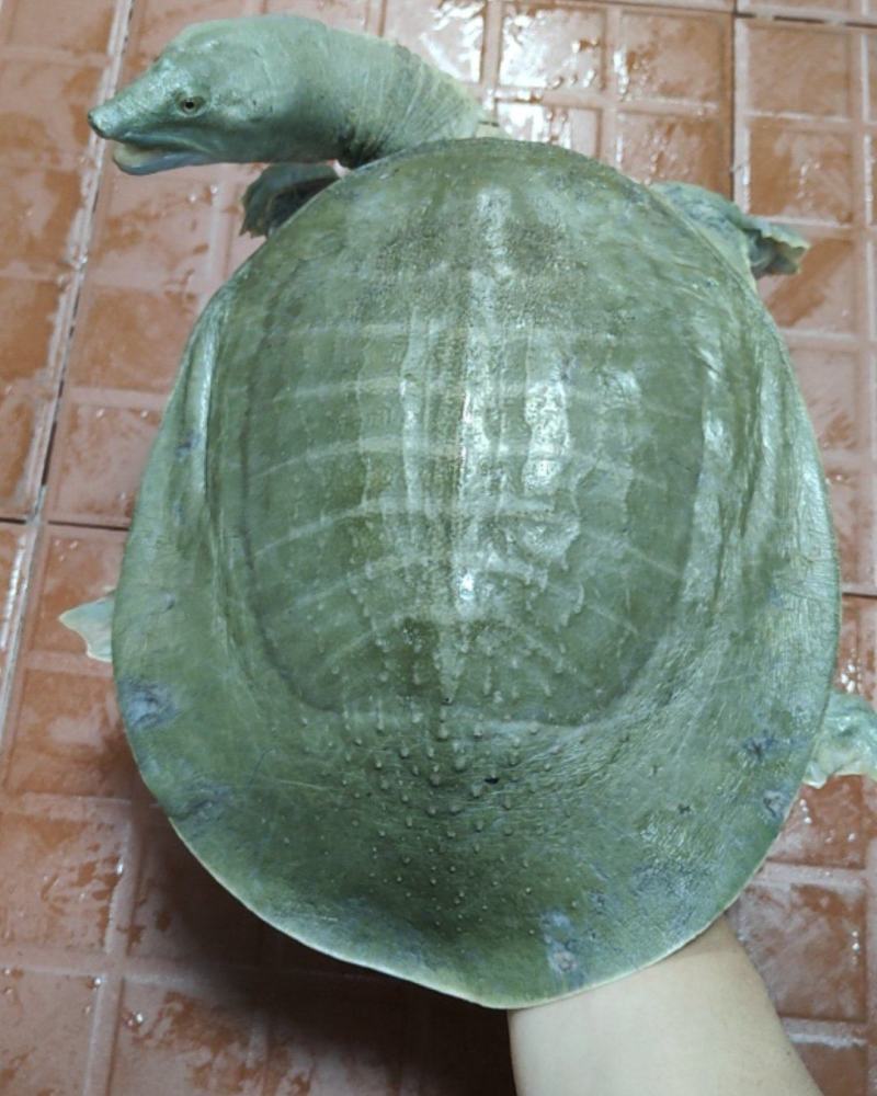 甲鱼