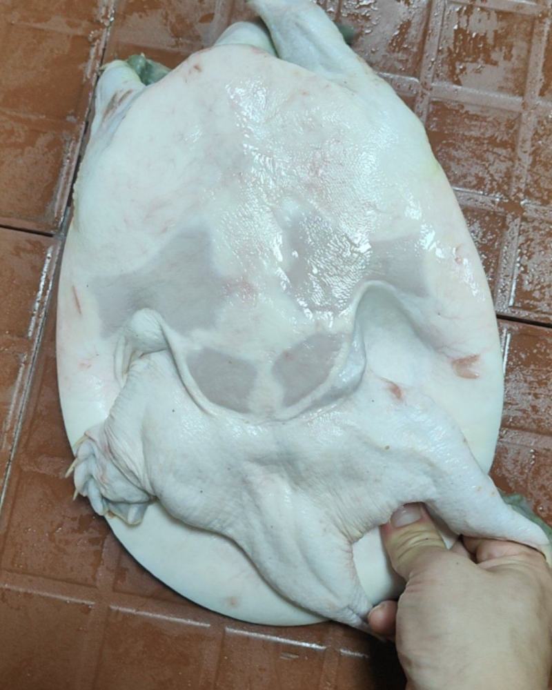 甲鱼