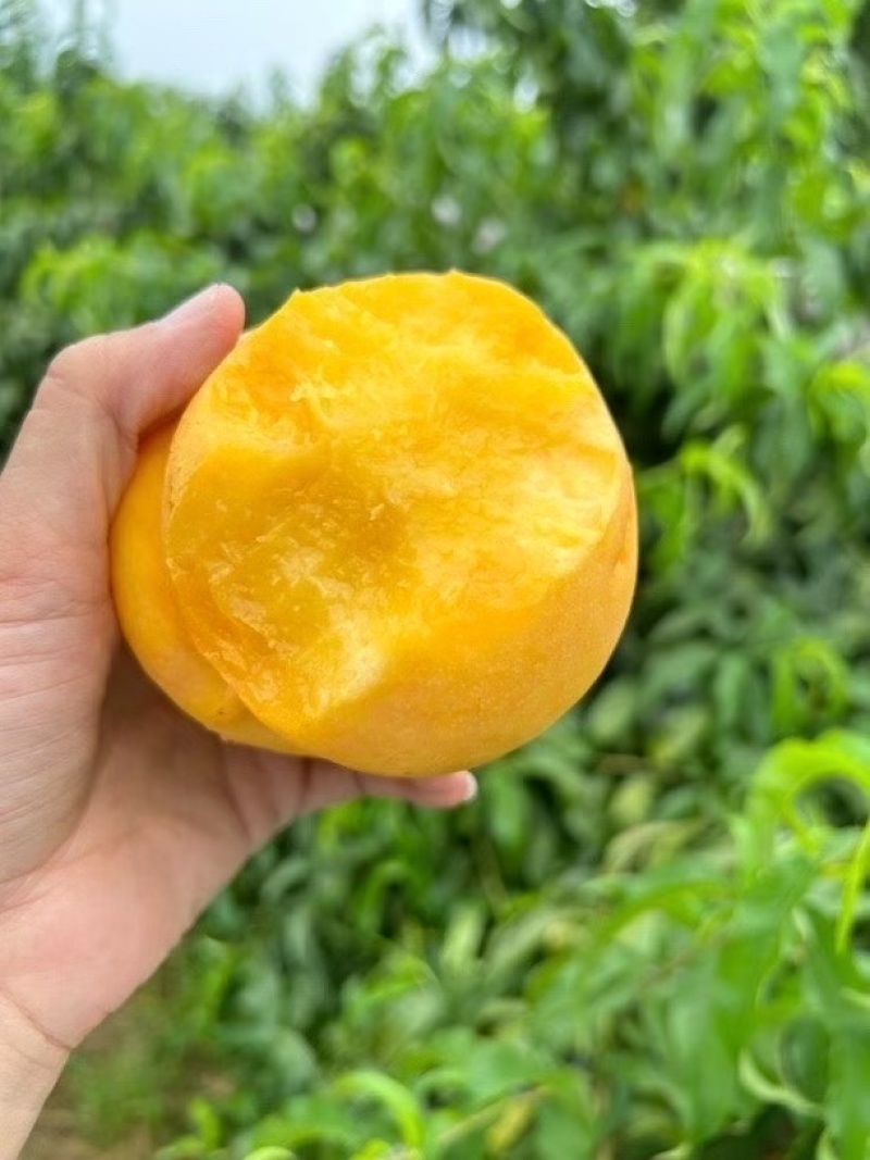 辽宁绥中黄油桃产地源头供货对接市场商超供应链量大