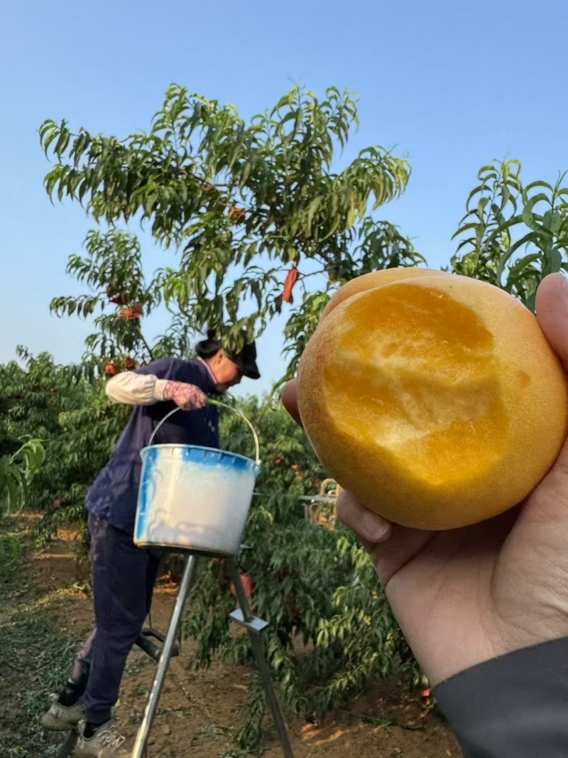 辽宁绥中黄油桃产地源头供货对接市场商超供应链量大