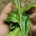 普洱茶