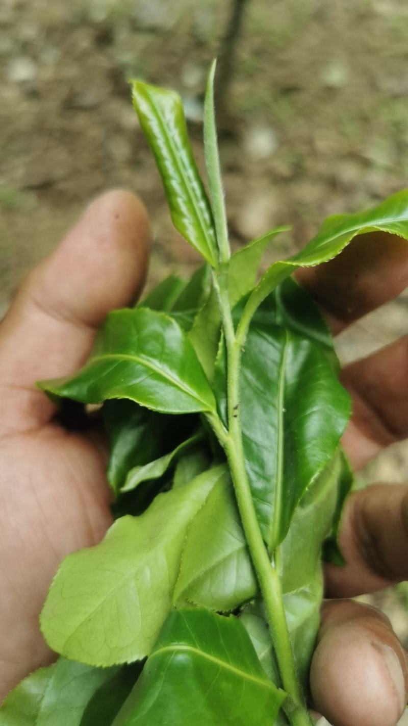 普洱茶