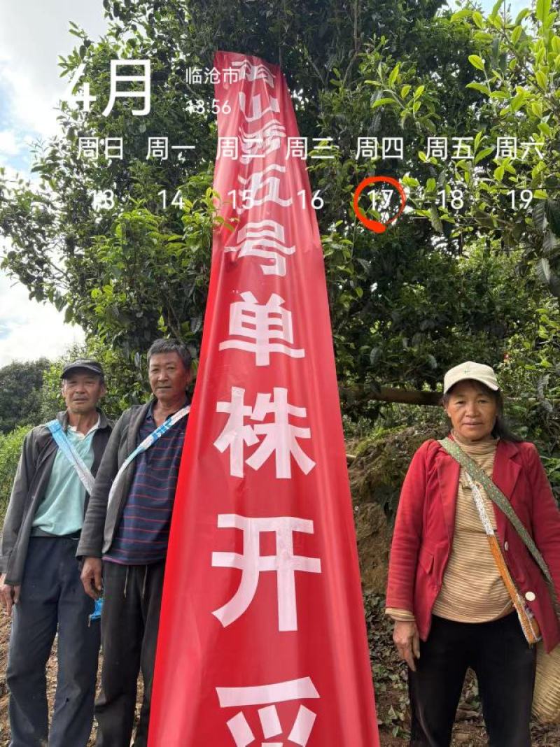 普洱茶