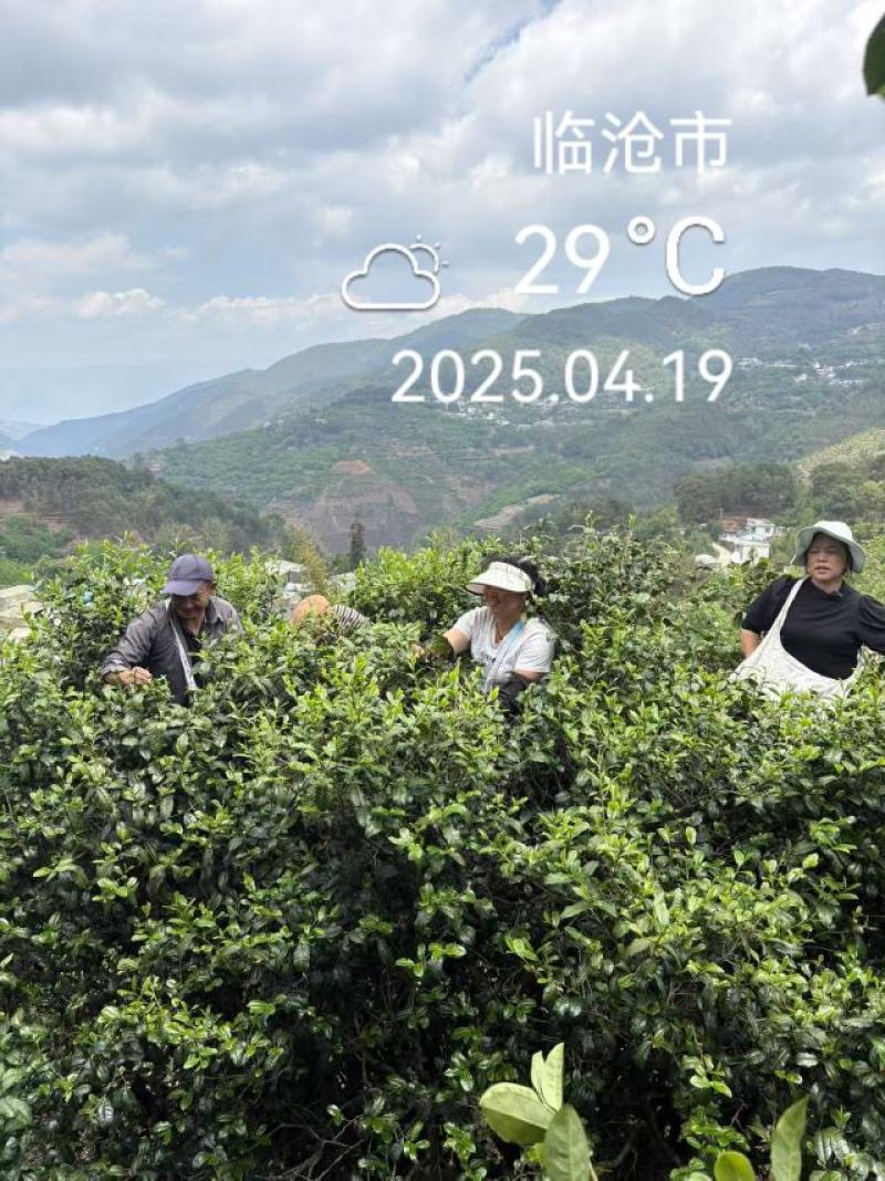 普洱茶