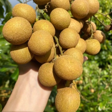 广东龙眼