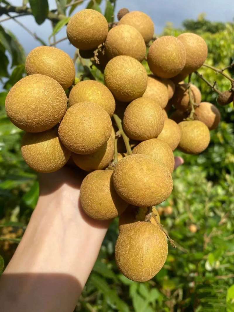 广东龙眼