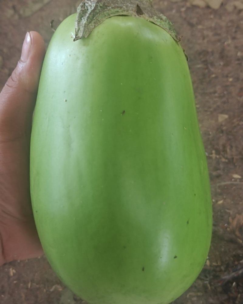 青茄