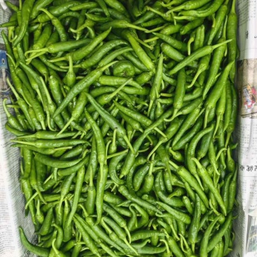 鲜辣椒