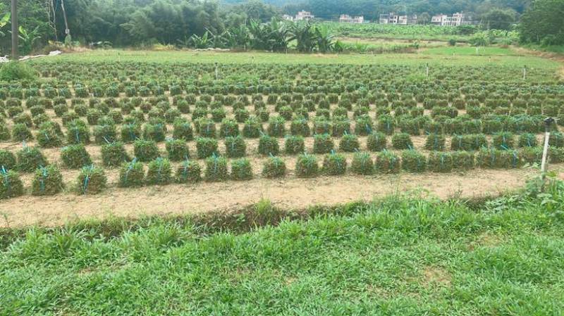 大叶油草