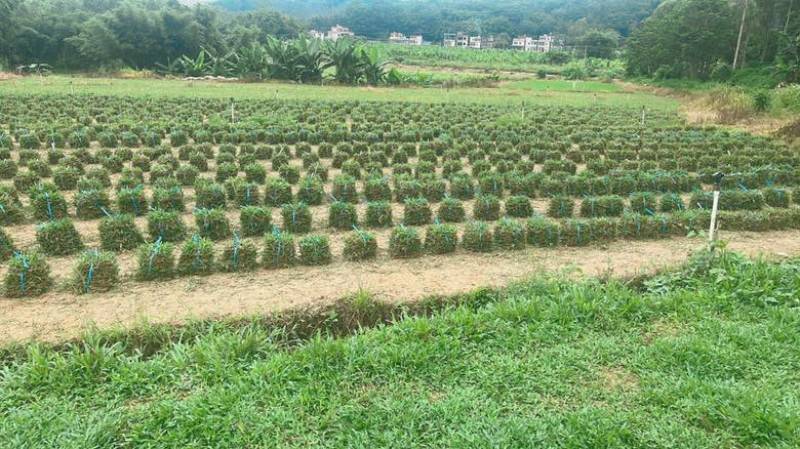 大叶油草