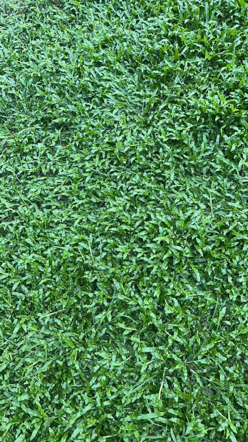 大叶油草