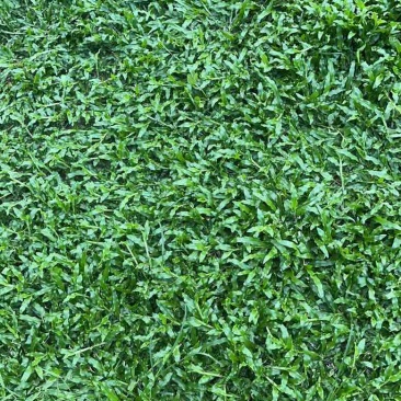 大叶油草