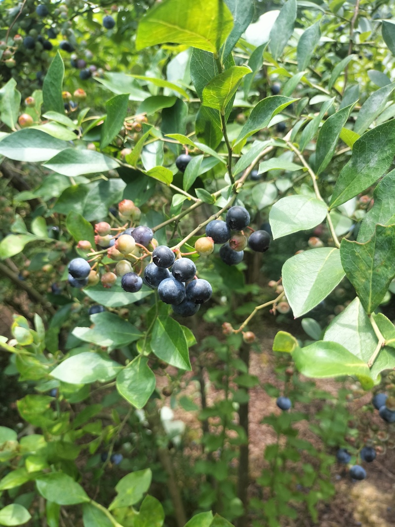 贵州黔东南高山蓝莓