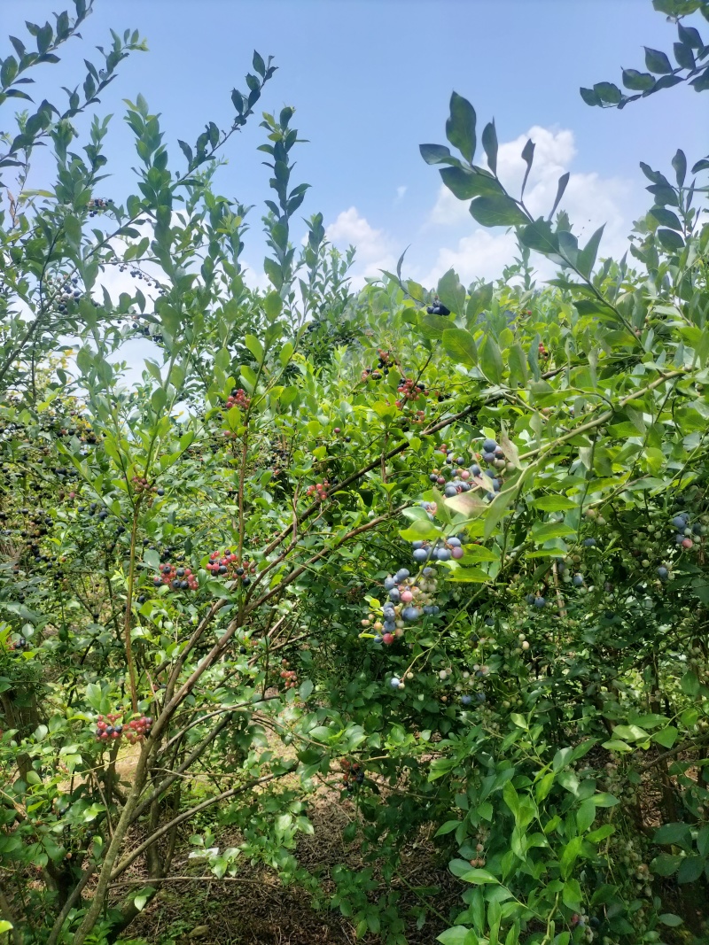 贵州黔东南高山蓝莓