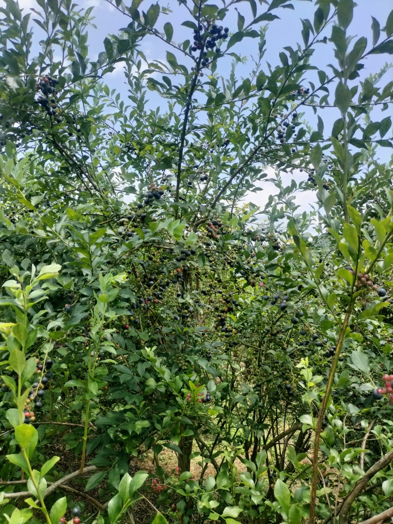 贵州黔东南高山蓝莓