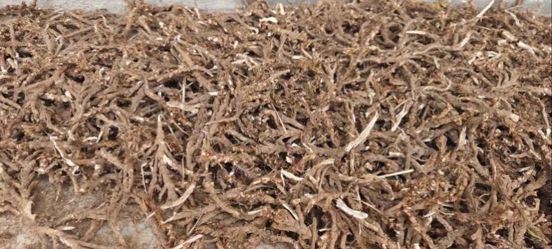 货源稳定价格美丽石菖蒲正品特惠品质上乘值得信赖