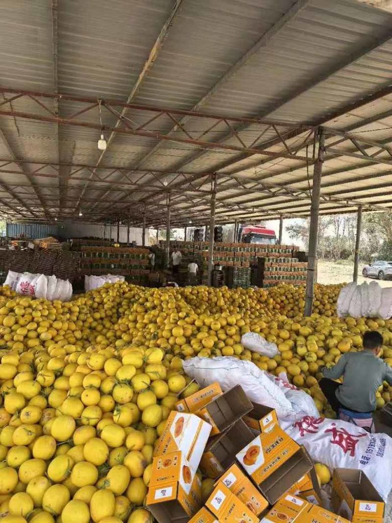 甘肃金红宝甜瓜黄河蜜黄金蜜瓜产地直发