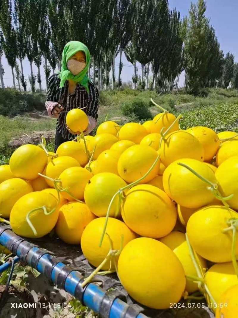 甘肃金红宝甜瓜黄河蜜黄金蜜瓜产地直发