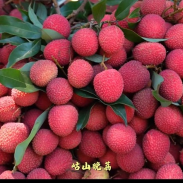 永春岵山状元红荔枝