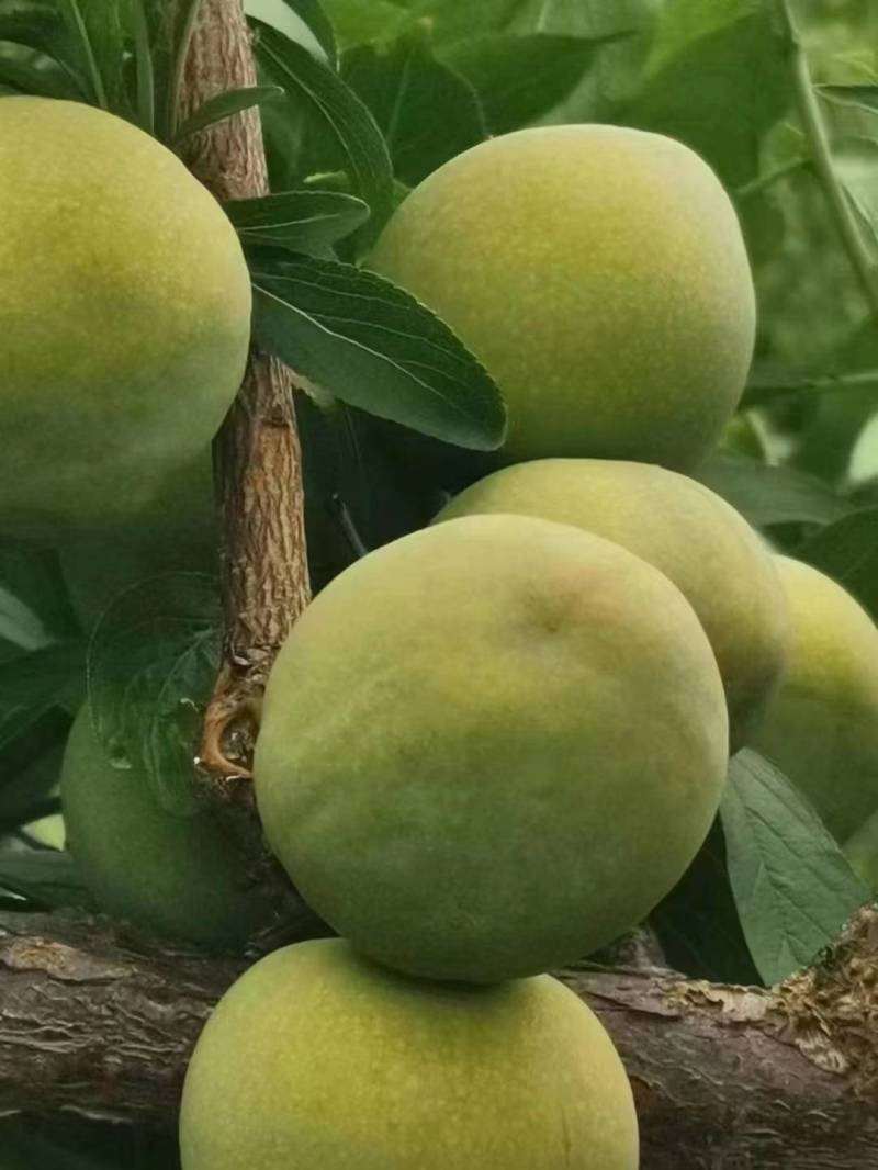 李子