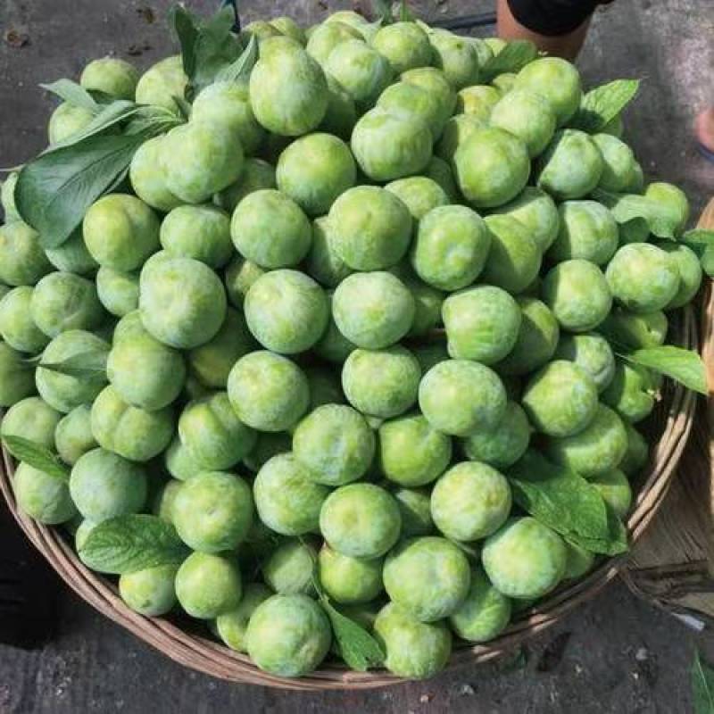 李子