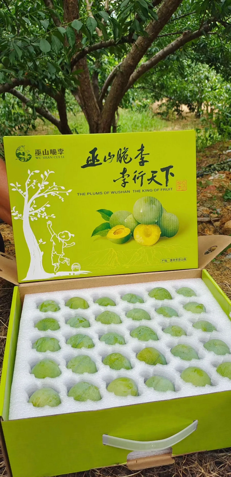 李子