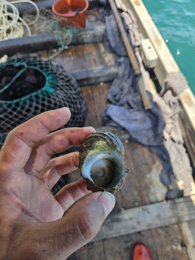 福建省漳州市漳浦县古雷港经济开发区海胆膏