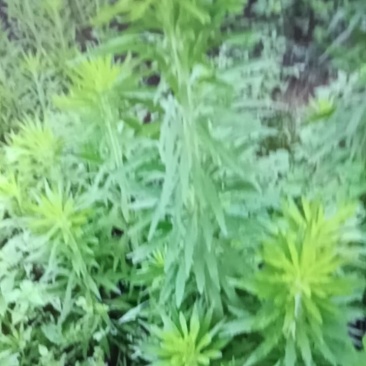 中药材批发