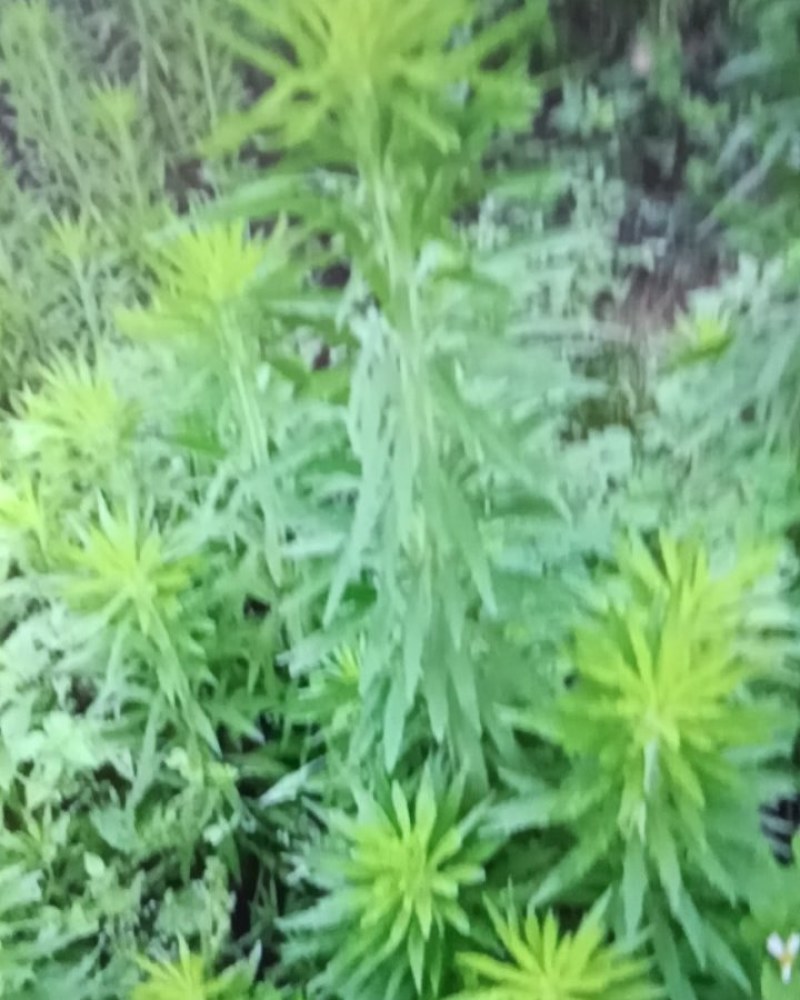 中药材批发
