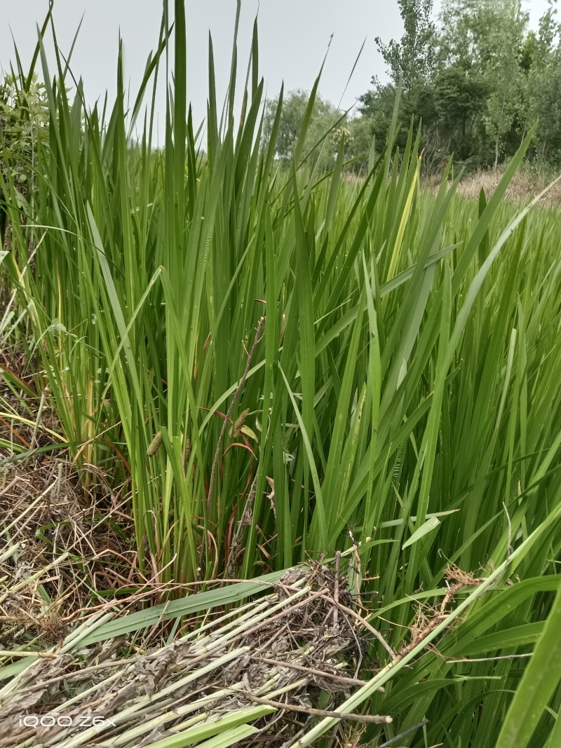 河南省息县曹黄林镇