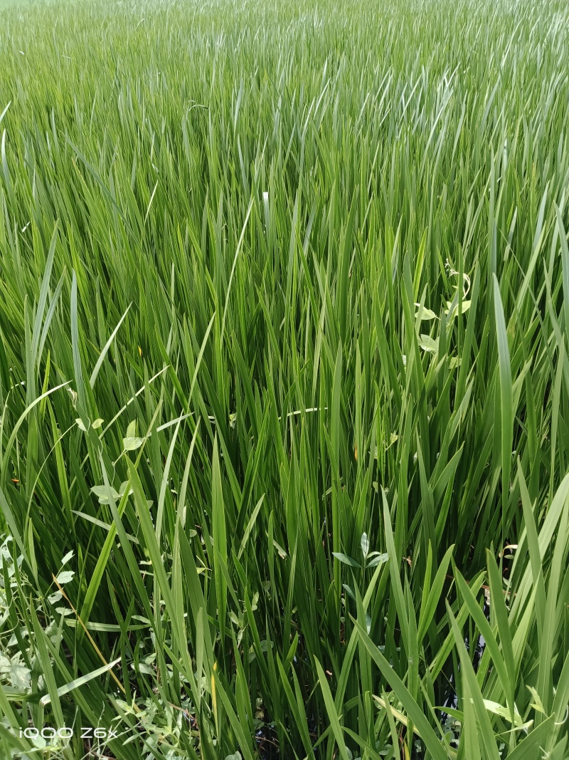 河南省息县曹黄林镇