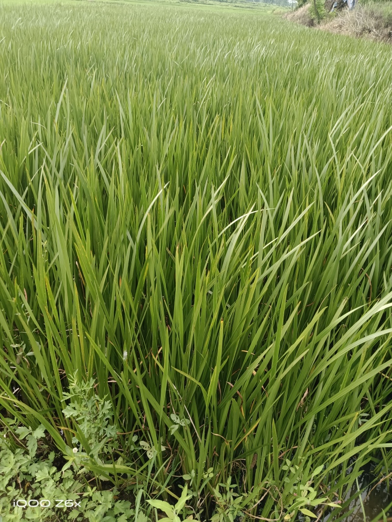 河南省息县曹黄林镇