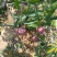 攀枝花芒果