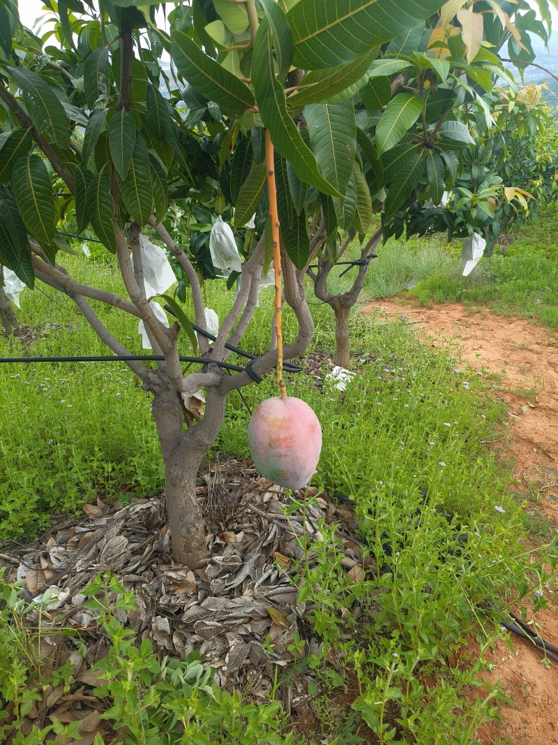 攀枝花芒果