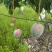 攀枝花芒果