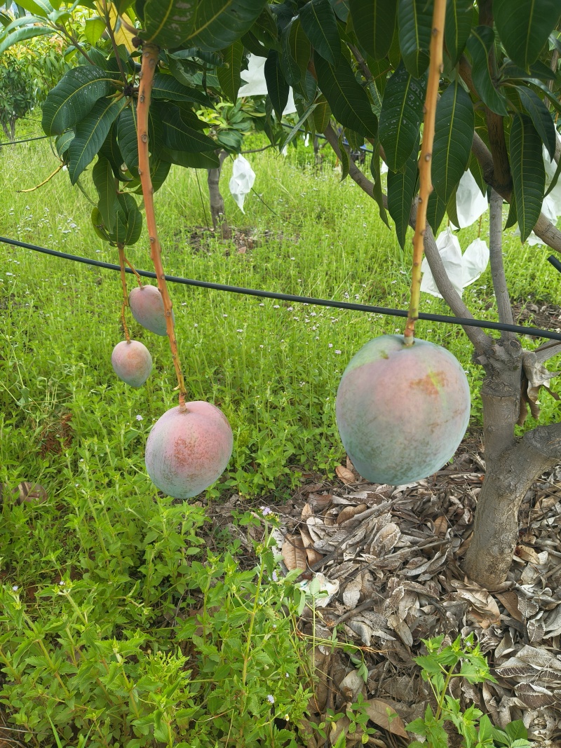 攀枝花芒果